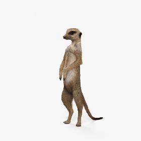 3D model Meerkat HD